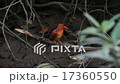 Ruddy Kingfisher take a bath in mangrove forest. 17360550