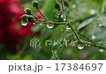 雨の日の植物 17384697