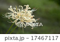 白色簇狀孤挺花 17467117