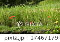 水稻和Higanbana 17467179