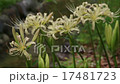 彼岸花 17481723