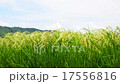 Rice field 17556816