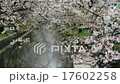 Cherry blossoms falling scenery 17602258