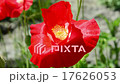 Flower of red poppy. 17626053
