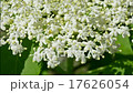 Elderflower. 17626054