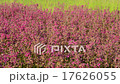 Pink flowers. 17626055