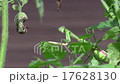 カマキリの視線 17628130