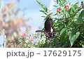マルバルコウソウとモンキアゲハ 17629175