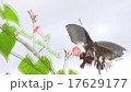 マルバルコウソウとモンキアゲハ 17629177