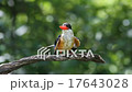 Black-capped Kingfisher 17643028