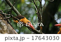 Stork-billed Kingfisher & Brown-winged Kingfisher 17643030