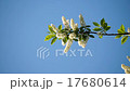 Leaves, flowers and grass moving in bright light 17680614