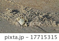 Crab Scatters Sand on Beach 17715315