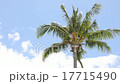 Palm tree of Maui island _ 01 17715490