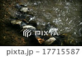 Gleaming Stream Loop 17715587