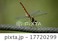 A dragonfly break 17720299