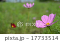 Shaking cosmos 17733514