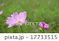 Cosmos swaying in the wind 17733515