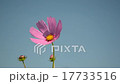 Cosmos swaying in the wind 17733516