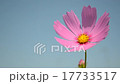 Cosmos swaying in the wind 17733517