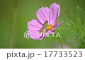 Butterfly that smokes cosmos honey 17733523