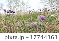 Flowers and grass trembling in cold morning dew 17744363