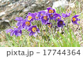 Flowers and grass trembling in cold morning dew 17744364