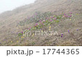 Flowers and grass trembling in cold morning dew 17744365