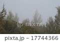 Flowers and grass trembling in cold morning dew 17744366