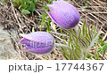 Flowers and grass trembling in cold morning dew 17744367