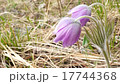 Flowers and grass trembling in cold morning dew 17744368