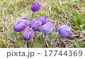 Flowers and grass trembling in cold morning dew 17744369