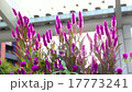 Celosia nogaitou 17773241