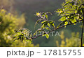 Leaves, flowers and grass moving in bright light 17815755