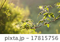 Leaves, flowers and grass moving in bright light 17815756