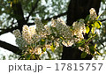 Leaves, flowers and grass moving in bright light 17815757