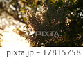 Leaves, flowers and grass moving in bright light 17815758
