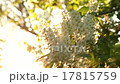 Leaves, flowers and grass moving in bright light 17815759