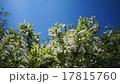 Leaves, flowers and grass moving in bright light 17815760