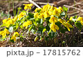 Leaves, flowers and grass moving in bright light 17815762