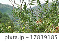 里山の栗 17839185