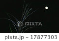 Susuki和Moon Pinto在風中搖擺，蘇芝18.8歲 17877303