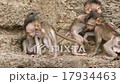Small baby monkeys playing 17934463