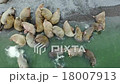 Walrus rookery 18007913