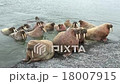 Walrus rookery 18007915