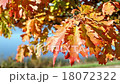 Colours of the changing seasons  18072322