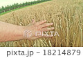 Hand touching barley ears closeup 18214879