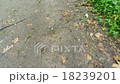 Rambling along the forest road 18239201
