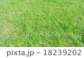 Movement of fresh green grass  18239202