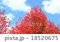 紅葉する楓 18520675